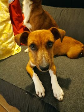 Hotel para Cães
