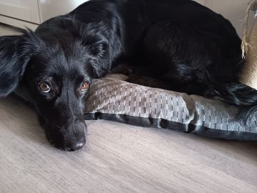 Hotel para Cães