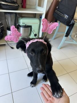 Hundepension