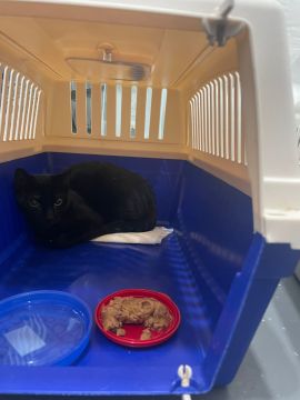 Hotel e Creche para Animais