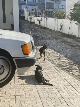 Haustierbetreuung und Tierpension