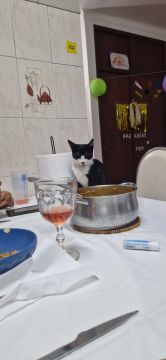 Hotel para Gatos