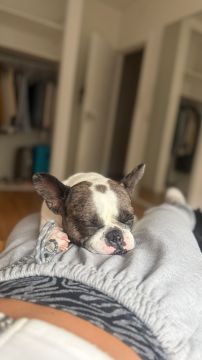 Hotel para Cães
