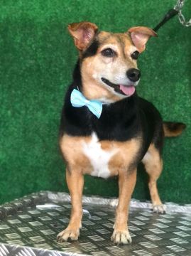 Hotel para Cães - Hotel e Creche para Animais