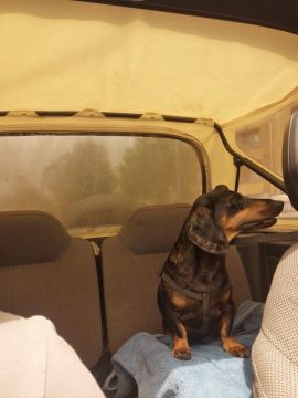 Hospedaje de perros