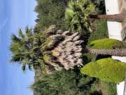 Tree Trimmer