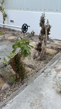 Poda e Manutenção de Árvores