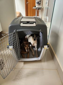 Dog Hotel