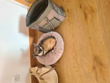 Dog Hotel