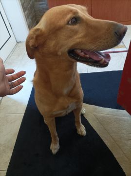 Hotel para Cães