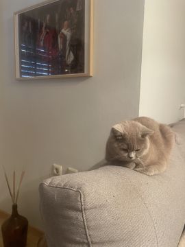 Hotel para Gatos