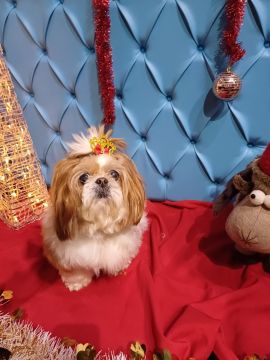 Hotel para Cães
