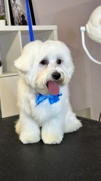 Pet Hotel