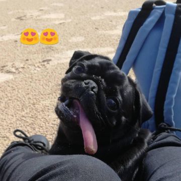Vanda Fernandes - Cascais - Garde de chiens