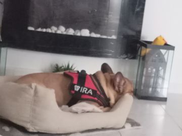 Dog Hotel