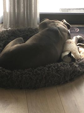 Dog Hotel