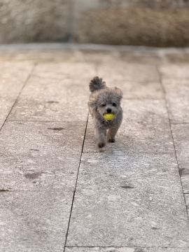 Pension pour chiens