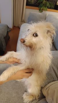 Hotel para Cães