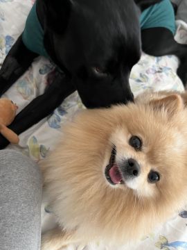 Dog Hotel