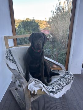 Hotel para Cães