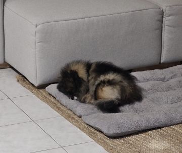 Hotel para Cães