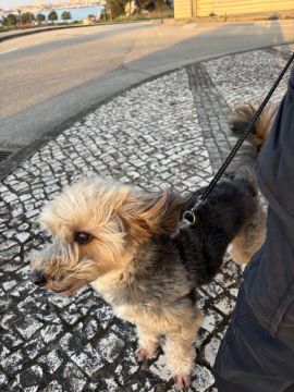 Haustierbetreuung und Tierpension