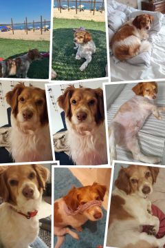 Hotel para Cães