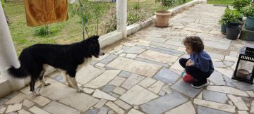 Hotel para Cães