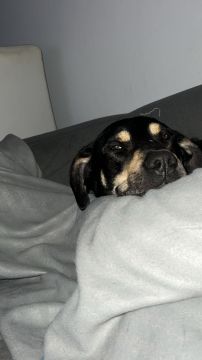 Hotel para Cães
