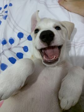 Dog Daycare