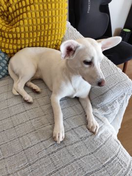 Hotel para Cães