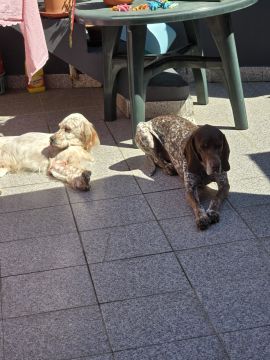 Pension pour chiens