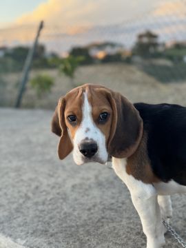 Dog Hotel
