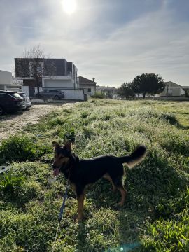 Hotel e Creche para Animais