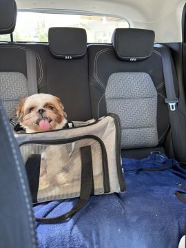 Hotel para Cães - Animais