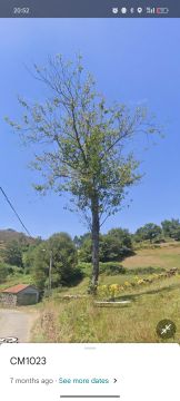 Podador de Árvores
