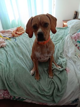 Hotel para Cães