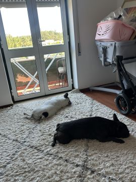 Hotel para Cães