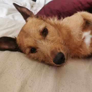 Hotel para Cães