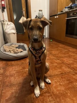 Hotel para Cães