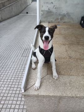 Hotel para Cães
