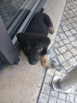 Creche para Cães
