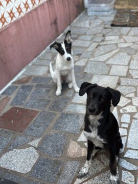 Hotel para Cães