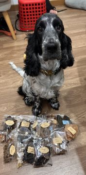 Hotel para Cães