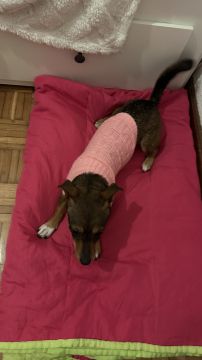Hotel para Cães