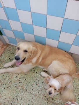 Hotel para Cães