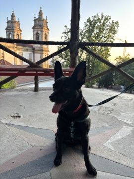 Creche para Cães