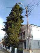 Tree Trimmer