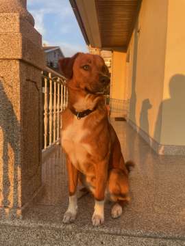 Hotel e Creche para Animais