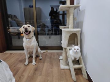 Hotel para Cães